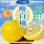 晩白柚 Lサイズ 1玉