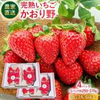 いちご 農家直送完熟いちご かおり野 4パック