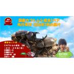 カブトムシ成虫1ペア 飼育キット付 カブトムシ