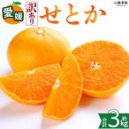 柑橘類 日向夏 ミカン 蜜柑 果物 くだものフルーツ