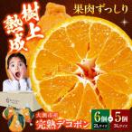樹の上で熟成 完熟デコポン 5-6個
