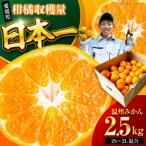 みかん 2.5kg