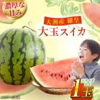 大洲産 羅皇 スイカ 2L以上