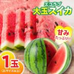 愛情つまったエコラブスイカ 2L以上
