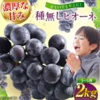 特秀 シャインマスカット約2kg