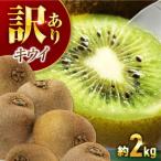 訳アリ キウイフルーツ 約2kg
