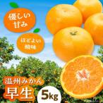 今が旬 フルーツ セット 温州みかん 5kg