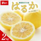<訳あり はるか 約2kg>ミヤモトオレンジガーデン