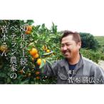 スタート 菅本果実園 みかん 約5kg