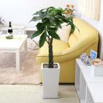 パキラ7号ホワイトスクエア陶器鉢ストレート