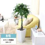 パキラ 8号 ホワイト陶器鉢 G 高さ:約1m~1.3m内外