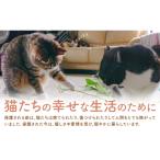 保護猫支援寄附 10,500円 一般社団法人オープンセサミアラ…