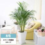 アレカヤシ 8号 ホワイト陶器鉢 Gタイプ