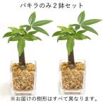 ミニ観葉植物 ゼオライト植え ガラス鉢 キューブ形