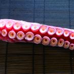 fu.... налог корень . город [ Hokkaido корень . производство ] подлинный .. пара 1 шт. (1.2kg передний и задний (до и после) ) A-04013