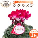 〈予約品〉 農林水産大臣賞受賞 シクラメン
