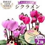 シクラメン ウィンターベル 4号鉢×2鉢