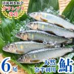 奈半利川の友釣り天然アユ 冷凍 6尾