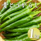 ゆず農家が作る 大きな青唐辛子”大紅” 1000g
