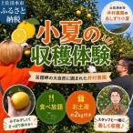 手ぶらで体験 井村農園の小夏 収穫 食べ放題