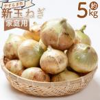 新玉ねぎ 5kg