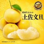 土佐文旦 5kg