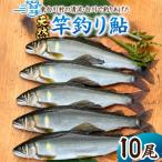 東 清流白川 天然鮎 10尾