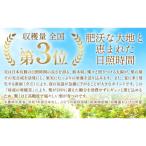 旬の梨 約8kg