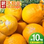 S153-005_天草産 訳あり 不知火 約10kg
