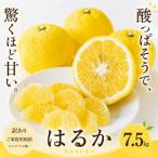 <訳あり 産はるか 合計約7.5kg>上品な甘さ