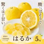 <訳あり 産はるか 合計約5kg>上品な甘さ
