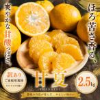 <訳あり 産甘夏 合計約2.5kg>あまなつ