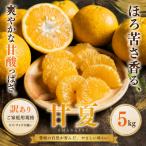 <訳あり 産甘夏 合計約5kg>あまなつ
