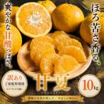 <訳あり 産甘夏 合計約10kg>あまなつ