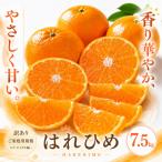 <訳あり 産はれひめ 合計約7.5kg>甘い