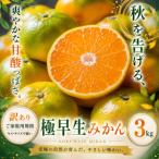 2026年9月下旬~11月上旬迄に 出荷予定