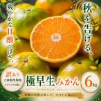 2026年9月下旬~11月上旬迄に 出荷予定