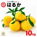 愛媛みかん 10kg