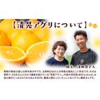 清晃アグリのご ポンカン 約4kg