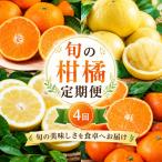 旬の柑橘定期便4回 訳あり 愛媛みかん まどんな