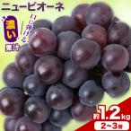訳あり お助けシャインマスカット 約1.2kg