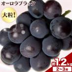ご オーロラブラック 2~3房 約1.2kg