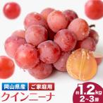 ご クインニーナ 約1.2kg