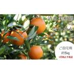 平農園のたんかん 約5kg
