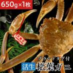 タグ付き 活生松葉蟹×1枚 650g前後
