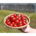 機能性表示食品 Hapitoma ハピトマ