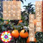 ふるさと納税 八幡浜市 【発送月固定定期便】愛咲果樹園「みかん定期便」(10月〜1月)全4回【D71-19】