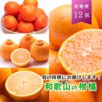 季節の柑橘定期便A 全12回