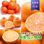 季節の柑橘定期便A 全6回