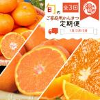 紀州和歌山産旬のご 柑橘セット みかん 不知火